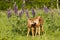 Whitetail fawns in lupine flowers grooming each other