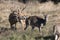 Whitetail lBuck smelling a doe in heat