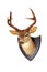 Whitetail mount