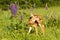 Whitetail newborn fawn in lupine field