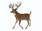 Whitetail Trophy Deer