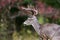 Whitetailed deer buck