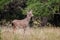 Whitetailed Deer Buck