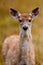 Whitetailed Deer Fawn
