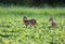 Whitetailed deer fawns