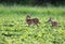 Whitetailed deer fawns