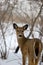 Whitetailed Deer Female   705572