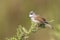 Whitethroat bird, Sylvia communis, singing