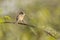 Whitethroat Curruca communis