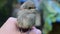 Whitethroat fledgeling sitting on human hand outdoors.