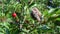 Whitethroat fledgling perching on cherry tree twig