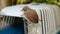 Whitethroat fledgling perching on door of plastic cage