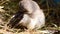 Whitethroat nestling cleans its feathers