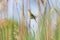 Whitethroat singing on reed at riverside