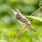 Whitethroat, Sylvia communis