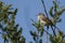 A Whitethroat, Sylvia communis, perching on a Willow Tree in spring.