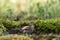 Whitethroat Sylvia communis in the wild nature, bathing bird