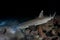 Whitetip Ree Shark Hunting at Night