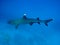 Whitetip reef shark