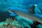 Whitetip Reef Shark