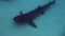 Whitetip Reef Shark Close Up Underwater. White Tip Shark Resting On Shark Dive