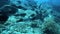 Whitetip reef shark resting on ocean floor
