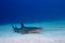 A Whitetip reef shark sits on the coral