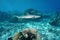 Whitetip reef shark Triaenodon obesus