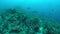 Whitetip Reef Sharks on a coral reef