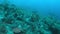 Whitetip Reef Sharks on a coral reef