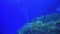 Whitetip reef sharks school of fish on underwater seabed of natural aquarium.