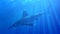 A whitetip shark