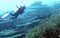 A Whitetip Shark Feeds on Rainbow Runner as Diver Looks On