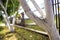 Whitewashed bark of fruit trees growing in sunny orchard garden on blurred green copy space background. Gardening and agriculture