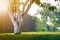 Whitewashed bark of tree growing in sunny orchard garden on blurred green copy space background