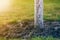 Whitewashed bark of tree growing in sunny orchard garden on blurred green copy space background