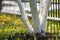 Whitewashed bark of tree growing in sunny orchard garden on blurred green copy space background