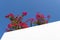 Whitewashed building with bougainvillea flowers