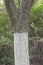 Whitewashed chestnut trunk of tree, close up