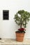 Whitewashed facade with potted plant in Guadalest