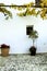 Whitewashed facade with vine and plants in Guadalest