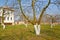 The whitewashed fruit trees in a garden on the seasonal dacha. Spring