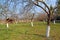 The whitewashed fruit trees in a garden. Spring