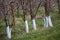 The whitewashed fruit trees in steppe in spring