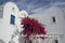 Whitewashed Houses and Pink Flowers, Santorini, Cyclades, Greece