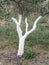 Whitewashed Olive Tree Trunk