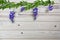 Whitewashed Pine Wall Background With Wysteria