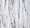 Whitewashed tree bark natural texture or background. Closeup