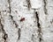 Whitewashed tree bark texture with Cardinal beetle on multicolored bark.