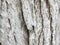 Whitewashed tree bark. Textured natural background.